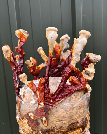 Reishi mushrooms growing from a cultivation block