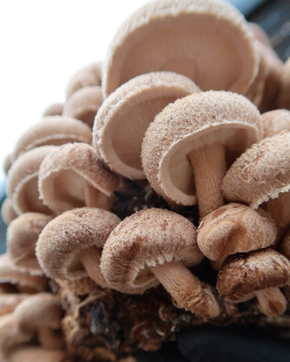 Cornish Mushroom Sea Salt Umami no 3: Myska 65g