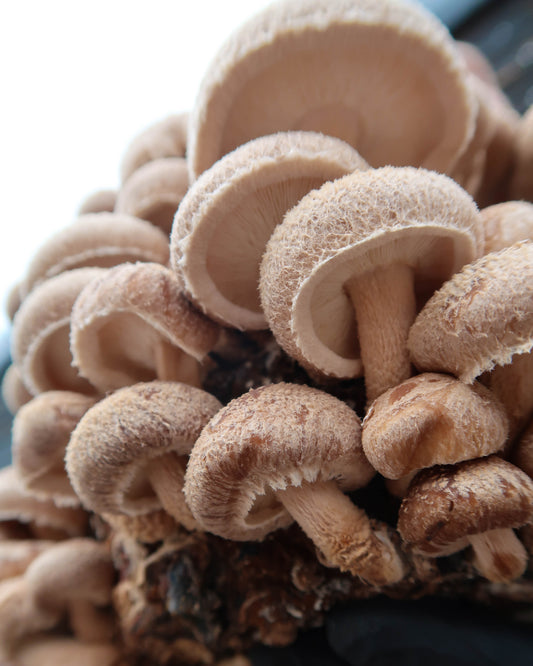 Cornish Mushroom Sea Salt Umami no 2: Shii Salt 75g
