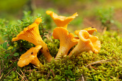 Dried Wild Fungi - Chanterelles 40g